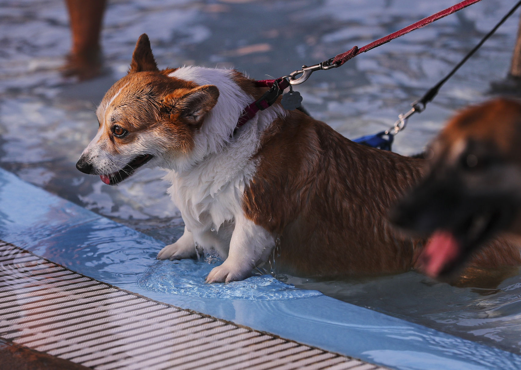 Doggie Dip 14